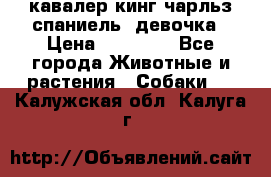  кавалер кинг чарльз спаниель -девочка › Цена ­ 45 000 - Все города Животные и растения » Собаки   . Калужская обл.,Калуга г.